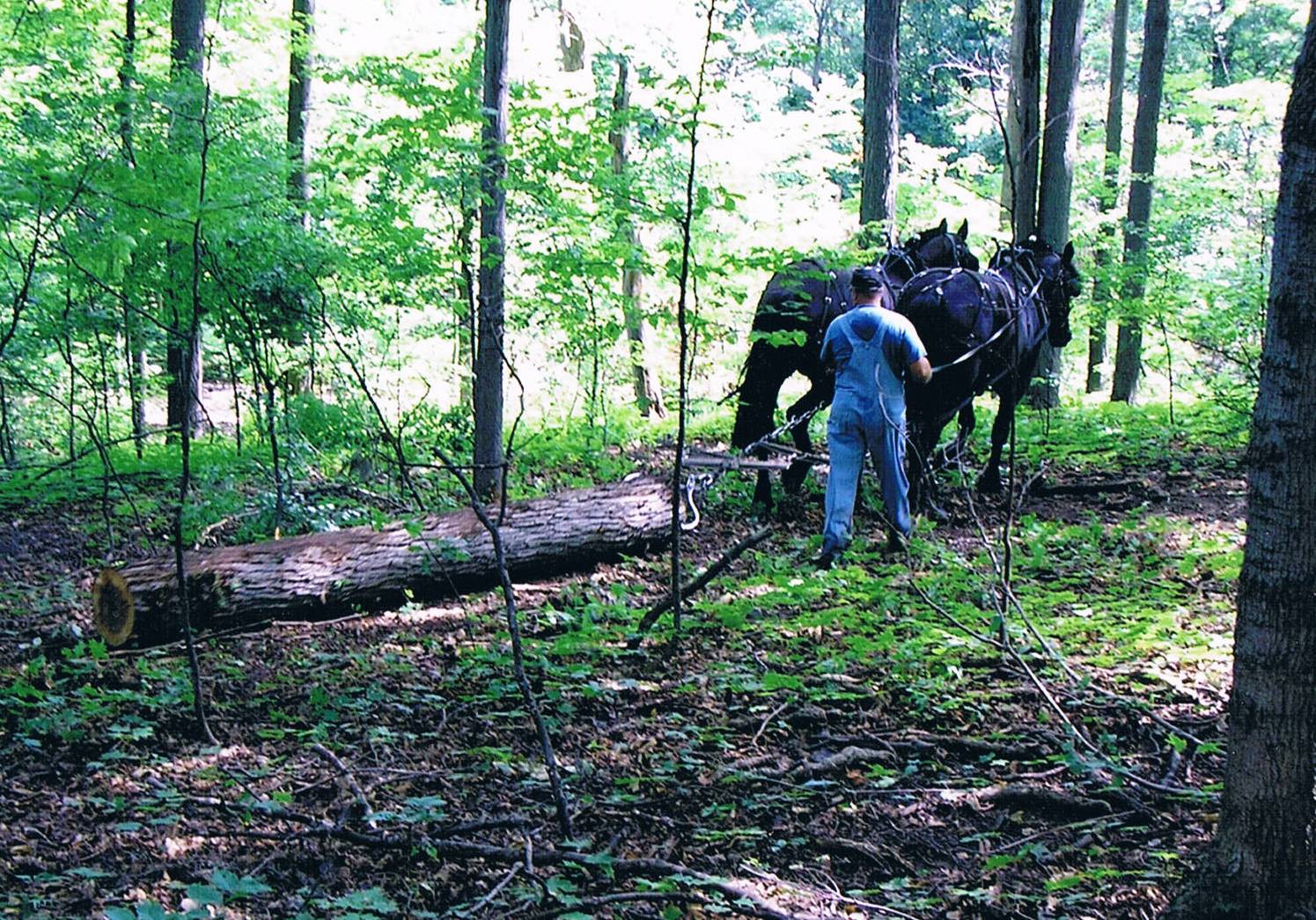 hardwood lumber michigan